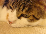 pochi061112_2