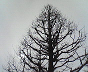 wintertree