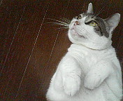 pochi080402
