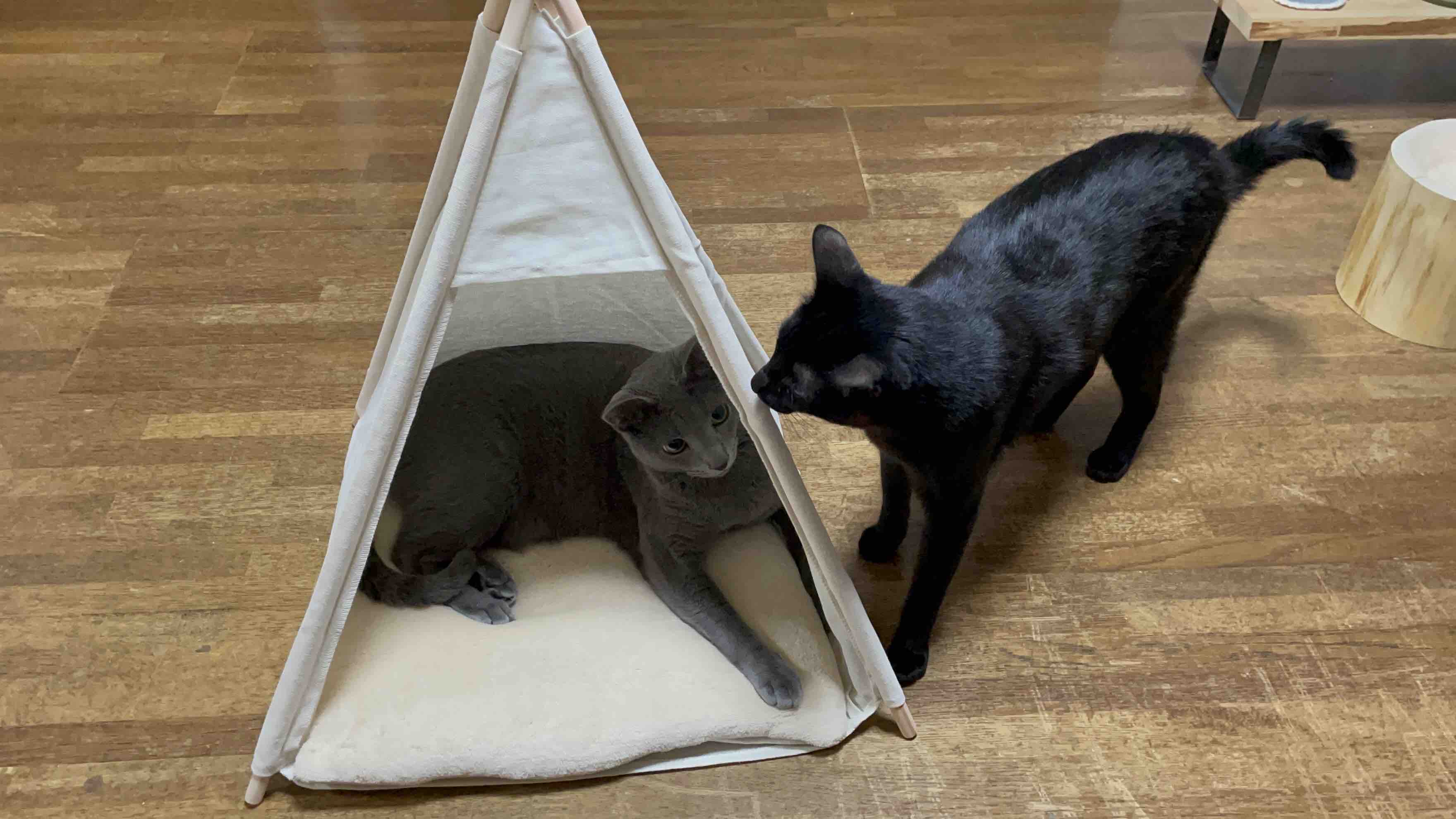 ペット用ティピーテント作ってみました モノトーンズ くろとグレの日常