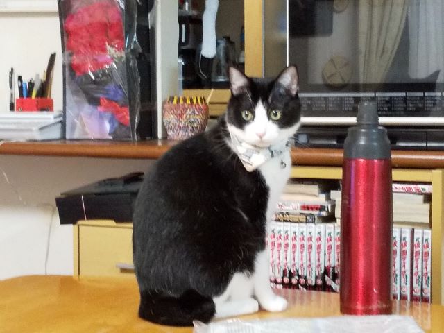 寄ってくる猫 そうでもない猫 にゃんだふるらいふ 愛猫 麦 と 陸 と 凛 寄ってくる猫 そうでもない猫 にゃんだふるらいふ 愛猫 麦 と 陸 と 凛