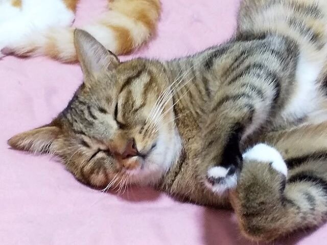 可愛い寝顔 にゃんだふるらいふ 愛猫 麦 と 陸 と 凛 可愛い寝顔 にゃんだふるらいふ 愛猫 麦 と 陸 と 凛