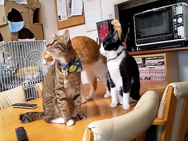 5.18麦・陸・凛①