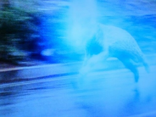 ヒョウ怪人①