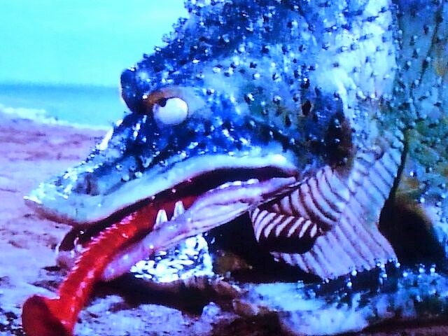 ガマクジラ①