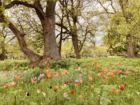 lund-late-may