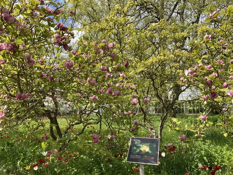 mid-may-flower-1