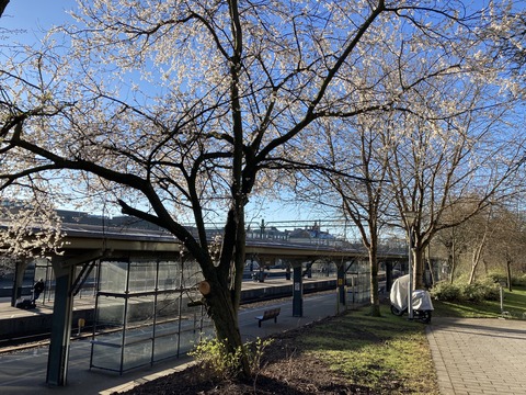 mid-Apr-sakura