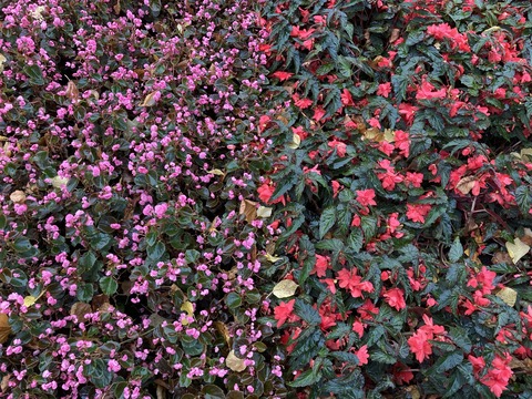 flower_7