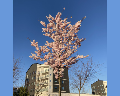 late-apr-sakura