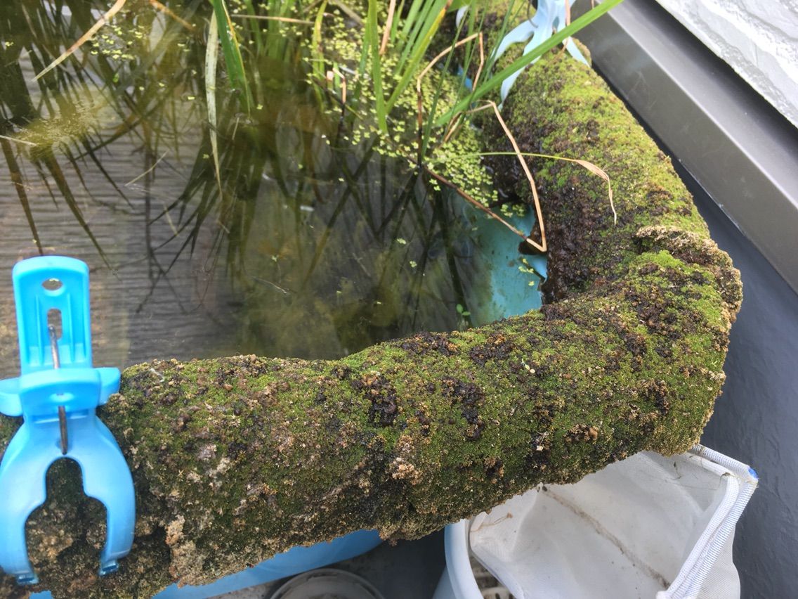 メダカ池の苔が落ち着いてきました 自然といっしょ