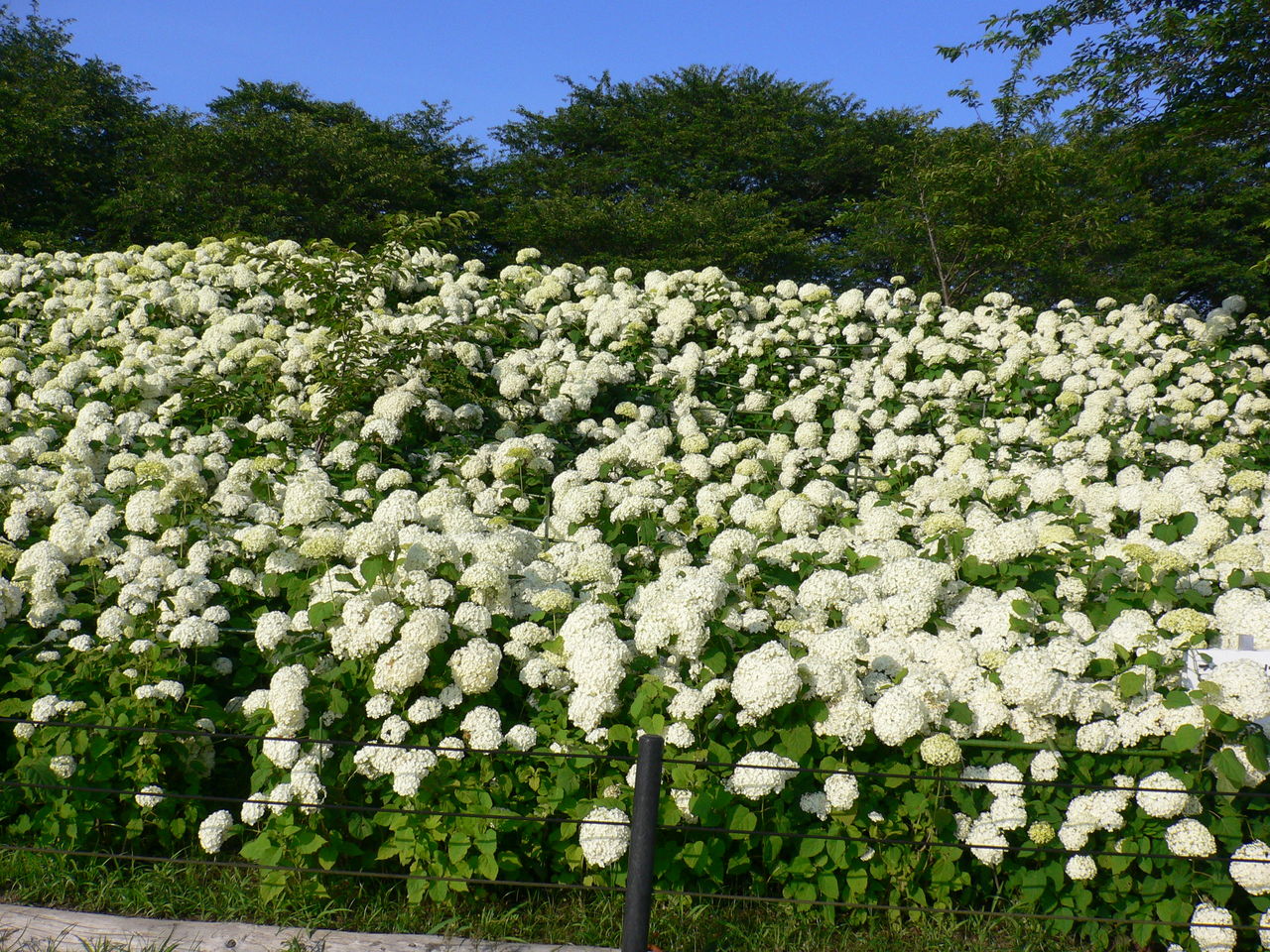 18 幸手権現堂 あじさい祭 おネストblog 18 幸手権現堂 あじさい祭 おネストblog