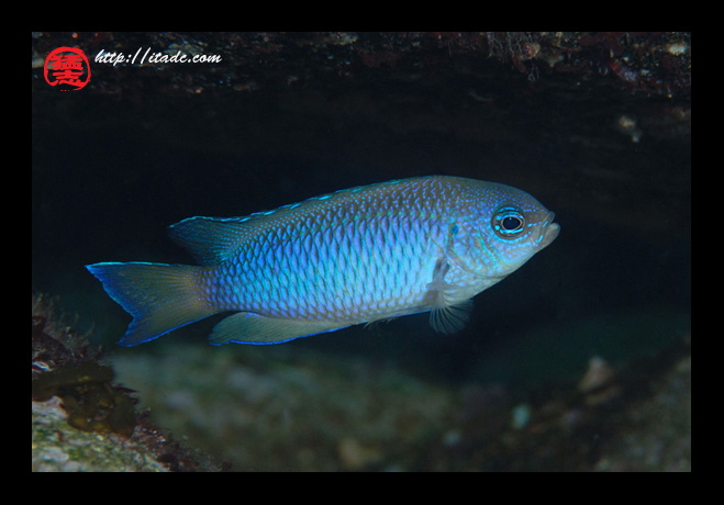 我が家の海水魚 ソラスズメダイの色が出ない お気楽忍者のブログ 弐の巻