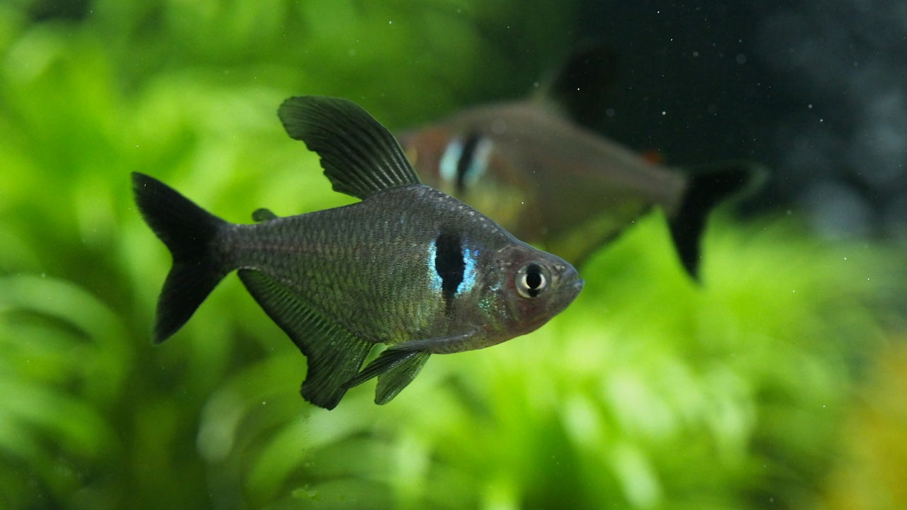 オトシンとトニナ水槽 アクアリウムでコーヒー休憩