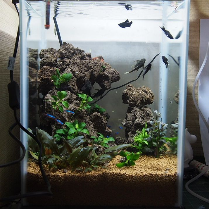 我が家の水槽一覧 アクアリウムでコーヒー休憩