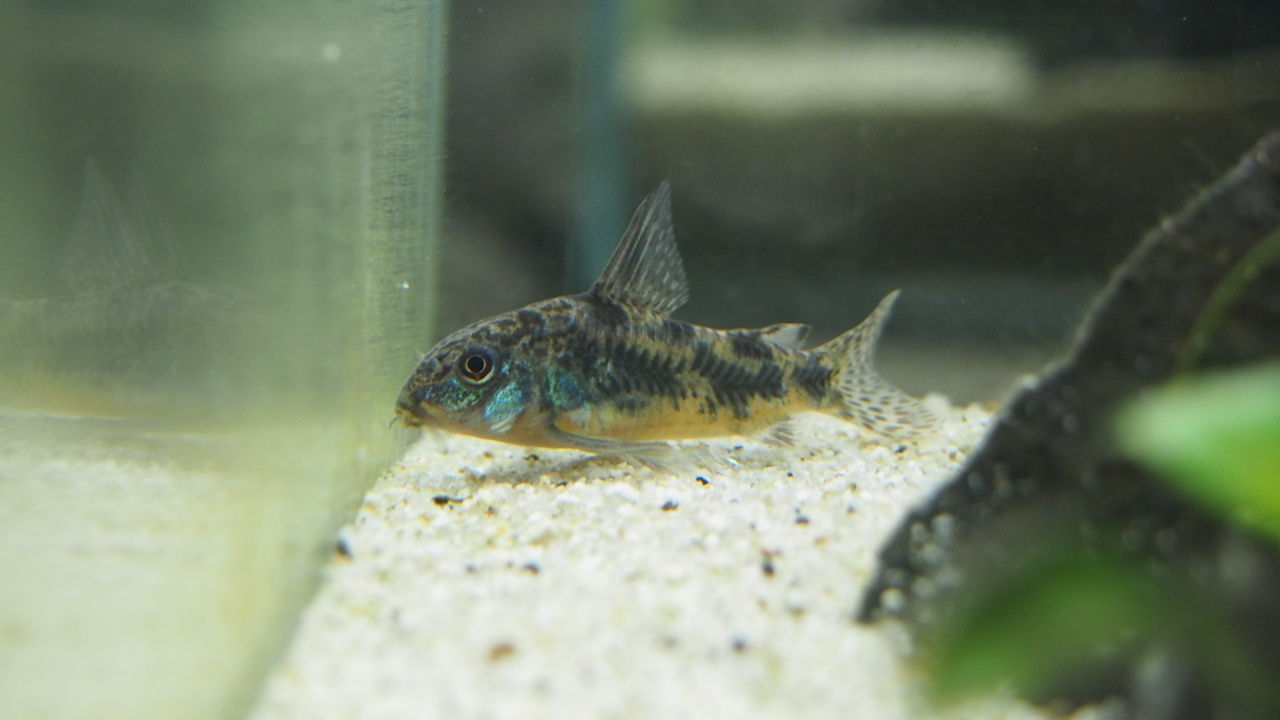 60水槽 陰性水槽立ち上げ9週間後 アクアリウムでコーヒー休憩 60水槽 陰性水槽立ち上げ9週間後 アクアリウムでコーヒー休憩