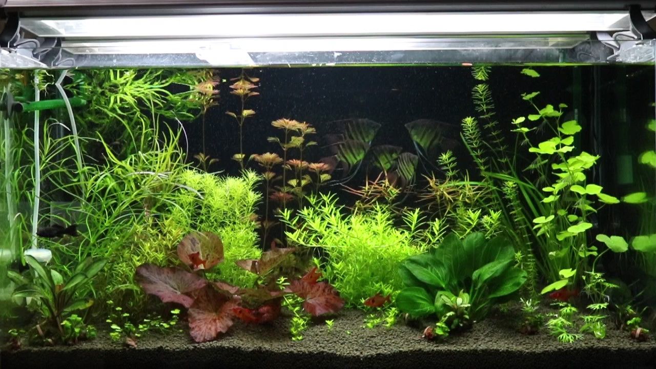 水草水槽No：3「立ち上げ3週間」 : アクアリウムでコーヒー休憩