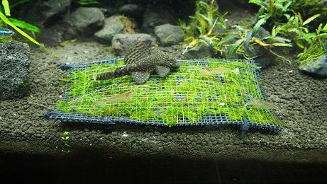 モスに執着するカバ アクアリウムでコーヒー休憩