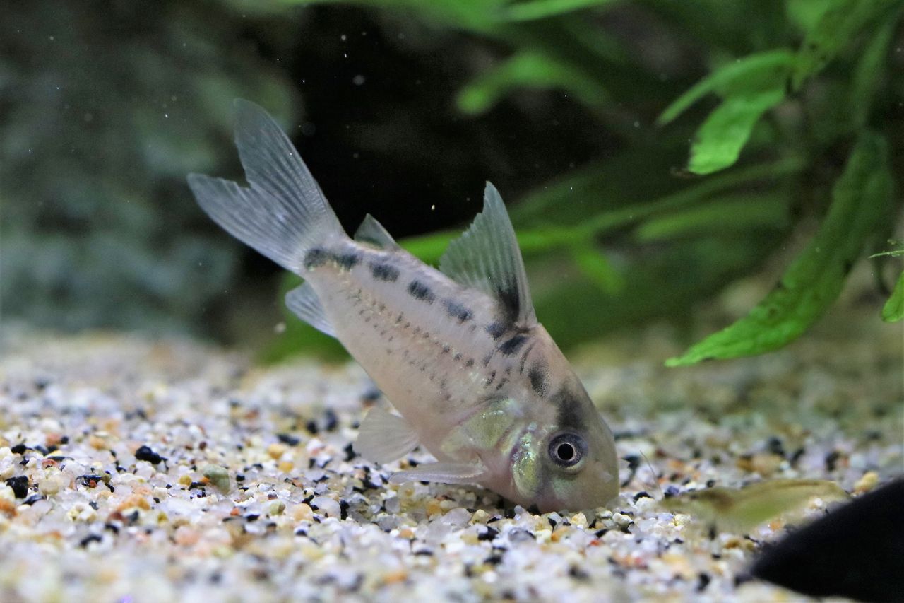 年末のお迎え アクアリウムでコーヒー休憩