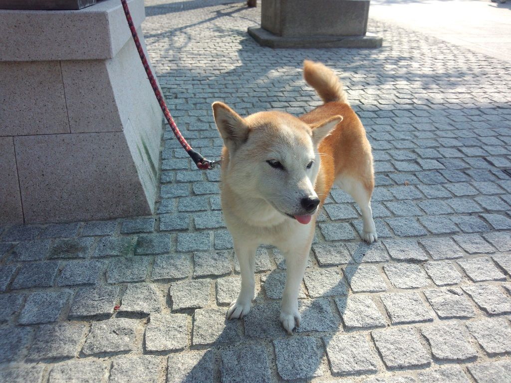 河馬と犬と狐と猫 京都編 アクアリウムでコーヒー休憩 河馬と犬と狐と猫 京都編 アクアリウムでコーヒー休憩