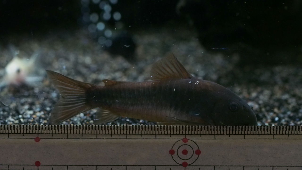 愛くるしいコリドラス アクアリウムでコーヒー休憩