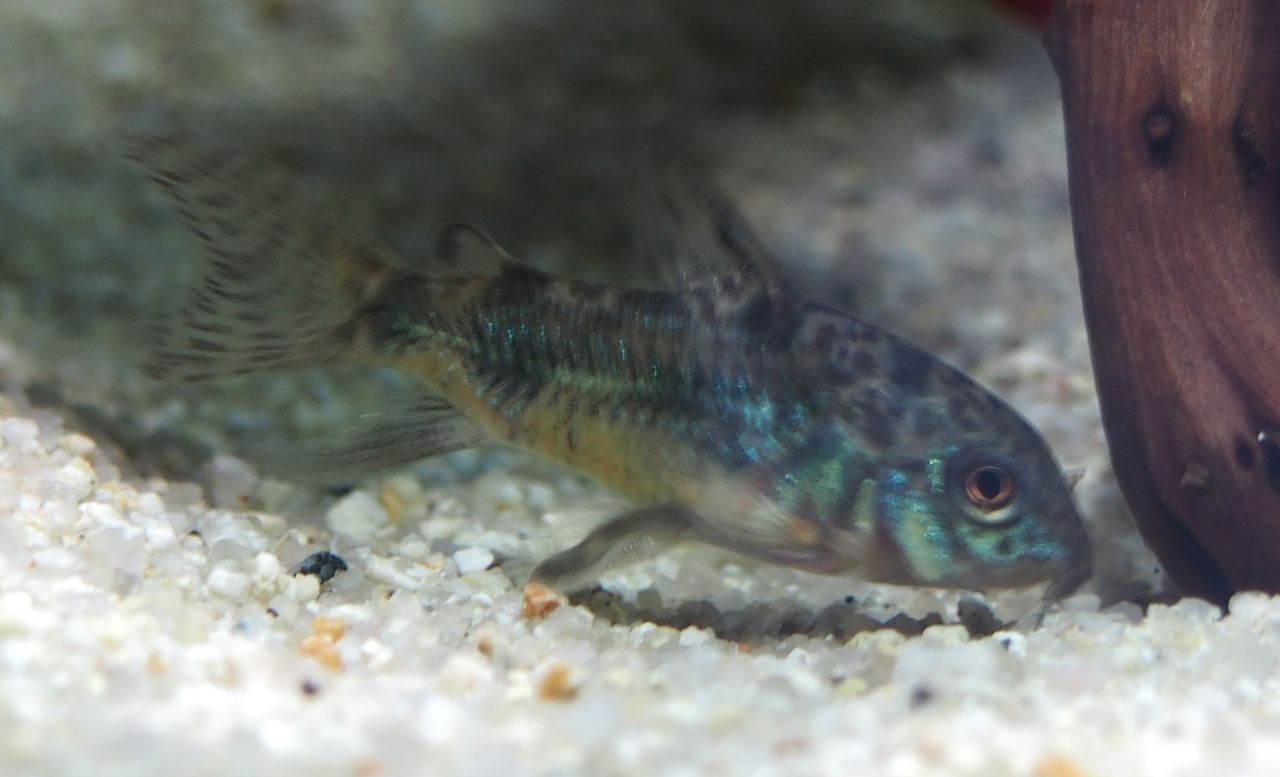 コリドラスの楽園 アクアリウムでコーヒー休憩 コリドラスの楽園 アクアリウムでコーヒー休憩