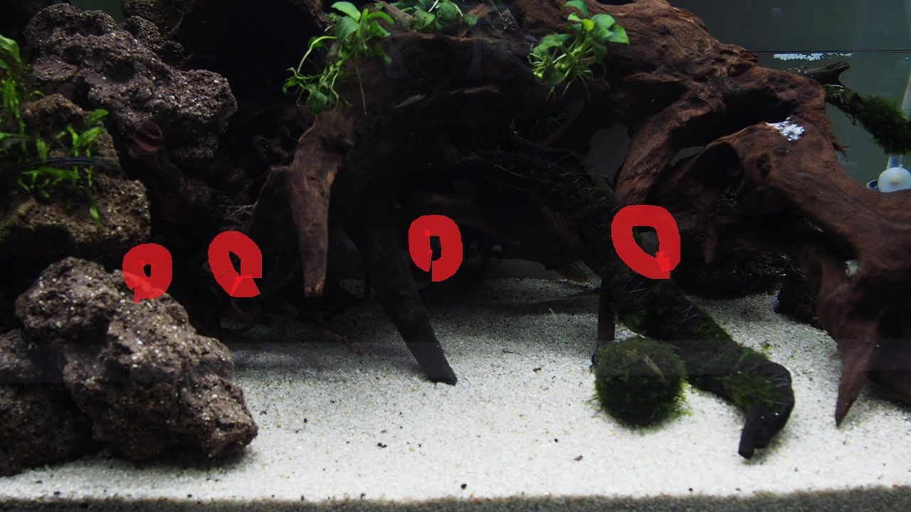 コリの楽園を目指して アクアリウムでコーヒー休憩 コリの楽園を目指して アクアリウムでコーヒー休憩