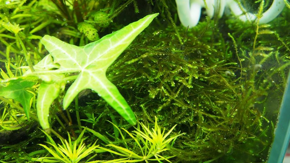 コケを生やしたい え アクアリウムでコーヒー休憩 コケを生やしたい え アクアリウムでコーヒー休憩