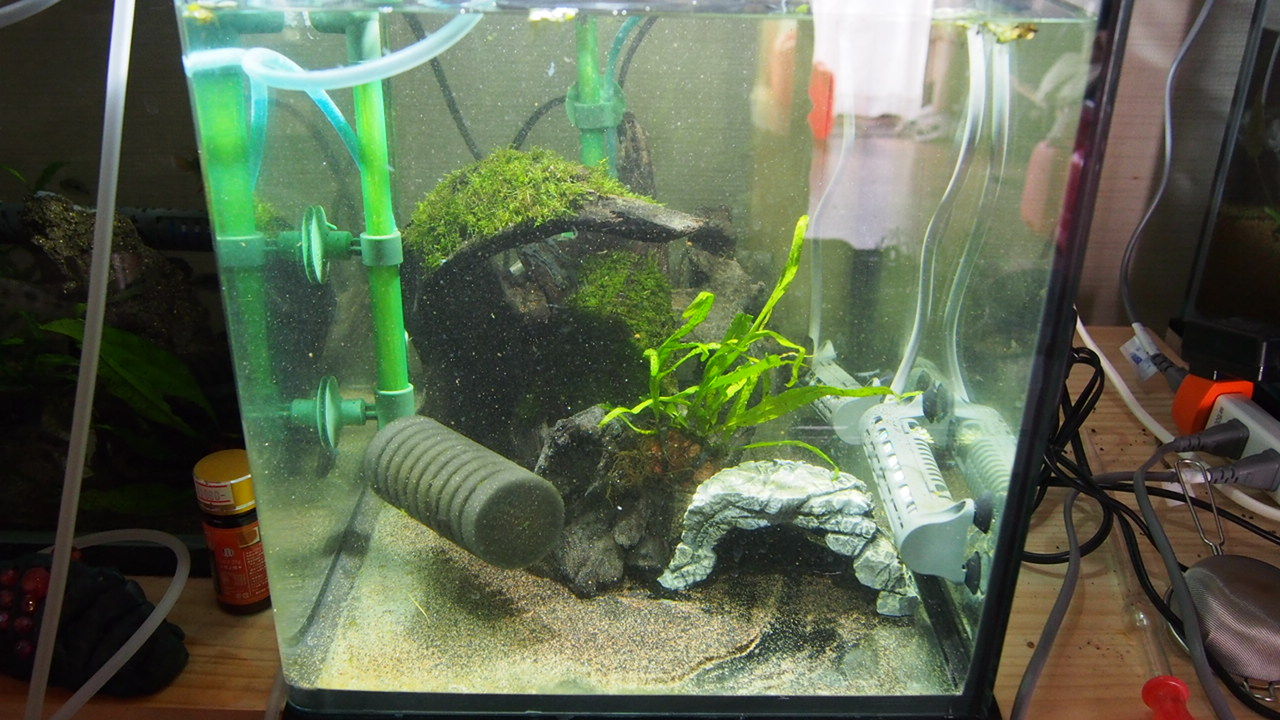 60水槽 陰性水槽立ち上げ９週間後 アクアリウムでコーヒー休憩