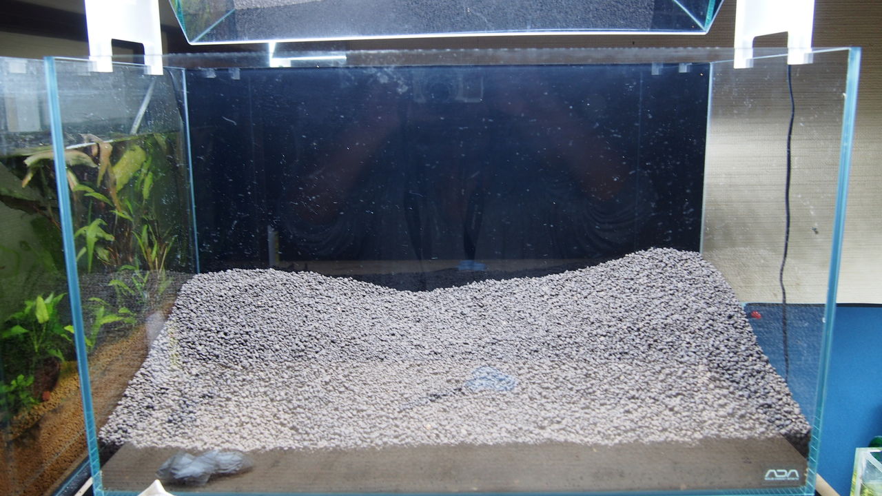 きれいな水草に トニナ水槽 アクアリウムでコーヒー休憩 きれいな水草に トニナ水槽 アクアリウムでコーヒー休憩