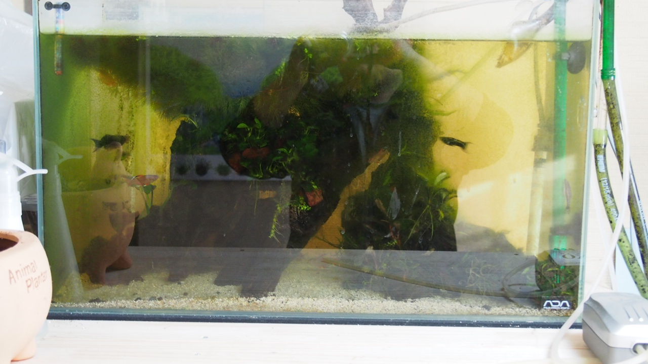 60水草水槽 ブルカミアで陰性水槽立ち上げ アクアリウムでコーヒー休憩