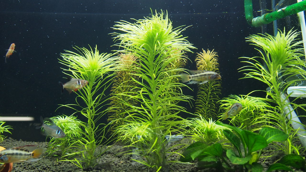 トニナ水槽 きれいにみせるために アクアリウムでコーヒー休憩 トニナ水槽 きれいにみせるために アクアリウムでコーヒー休憩