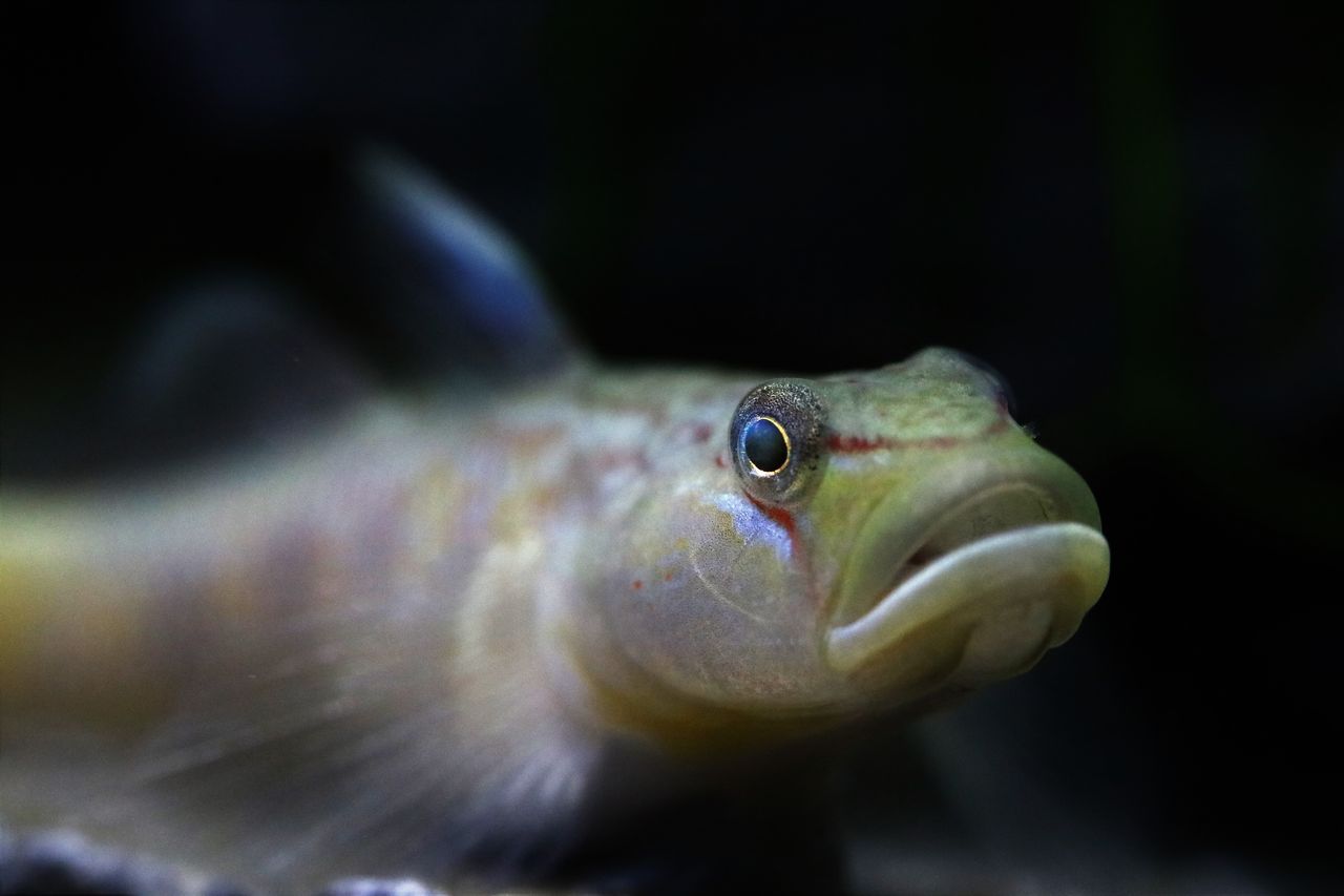 新しく魚を アクアリウムでコーヒー休憩 新しく魚を アクアリウムでコーヒー休憩