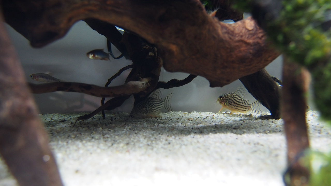 コリの楽園を目指して アクアリウムでコーヒー休憩 コリの楽園を目指して アクアリウムでコーヒー休憩