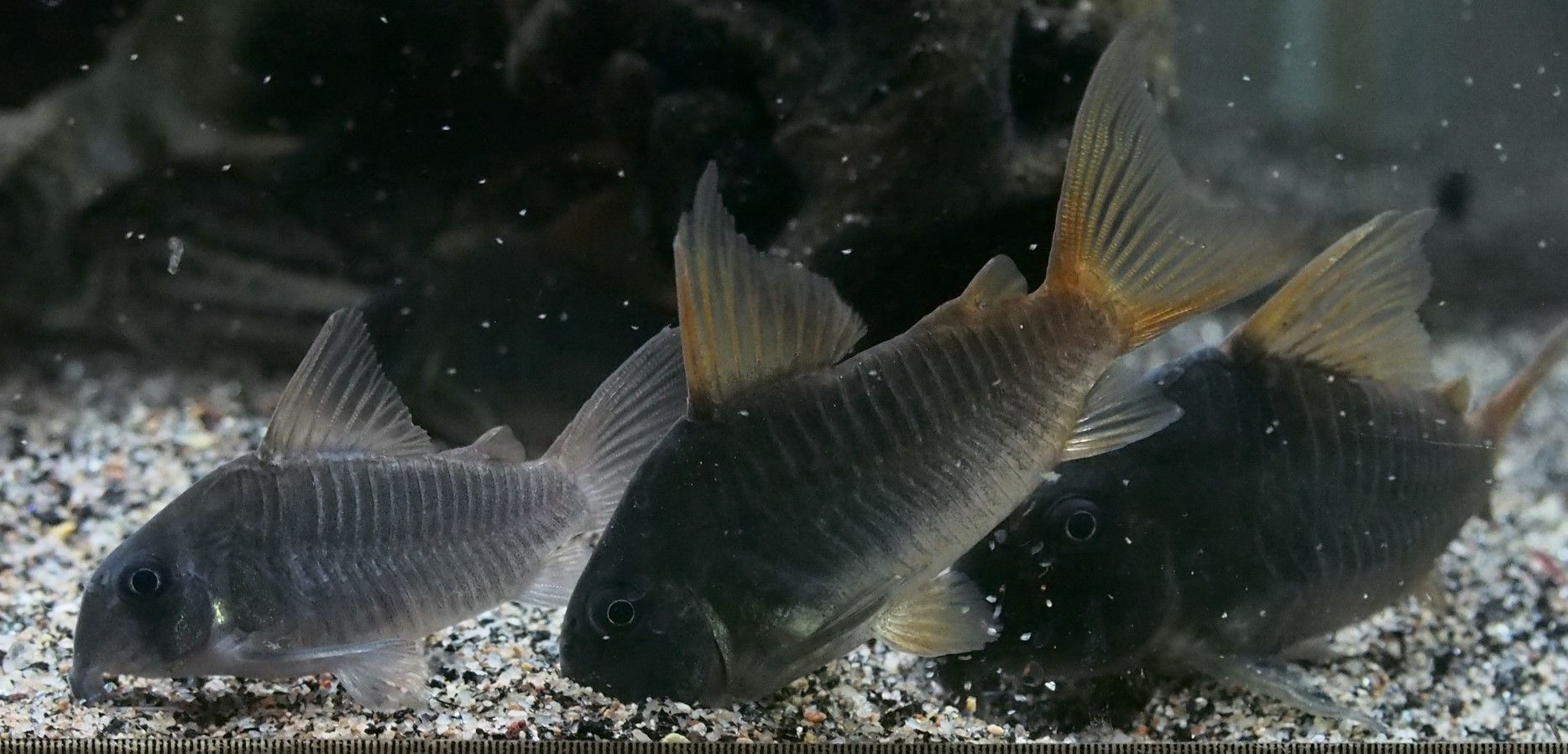 愛くるしいコリドラス アクアリウムでコーヒー休憩