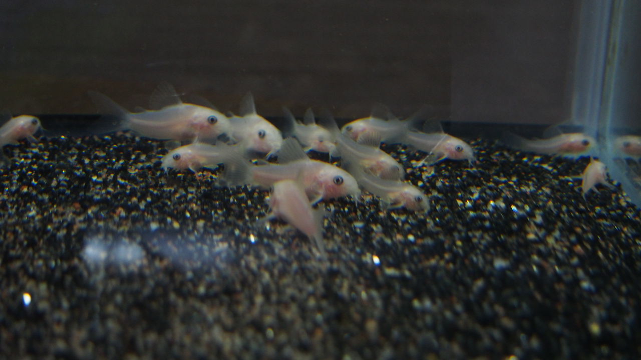 コリドラスの産卵ラッシュ アクアリウムでコーヒー休憩