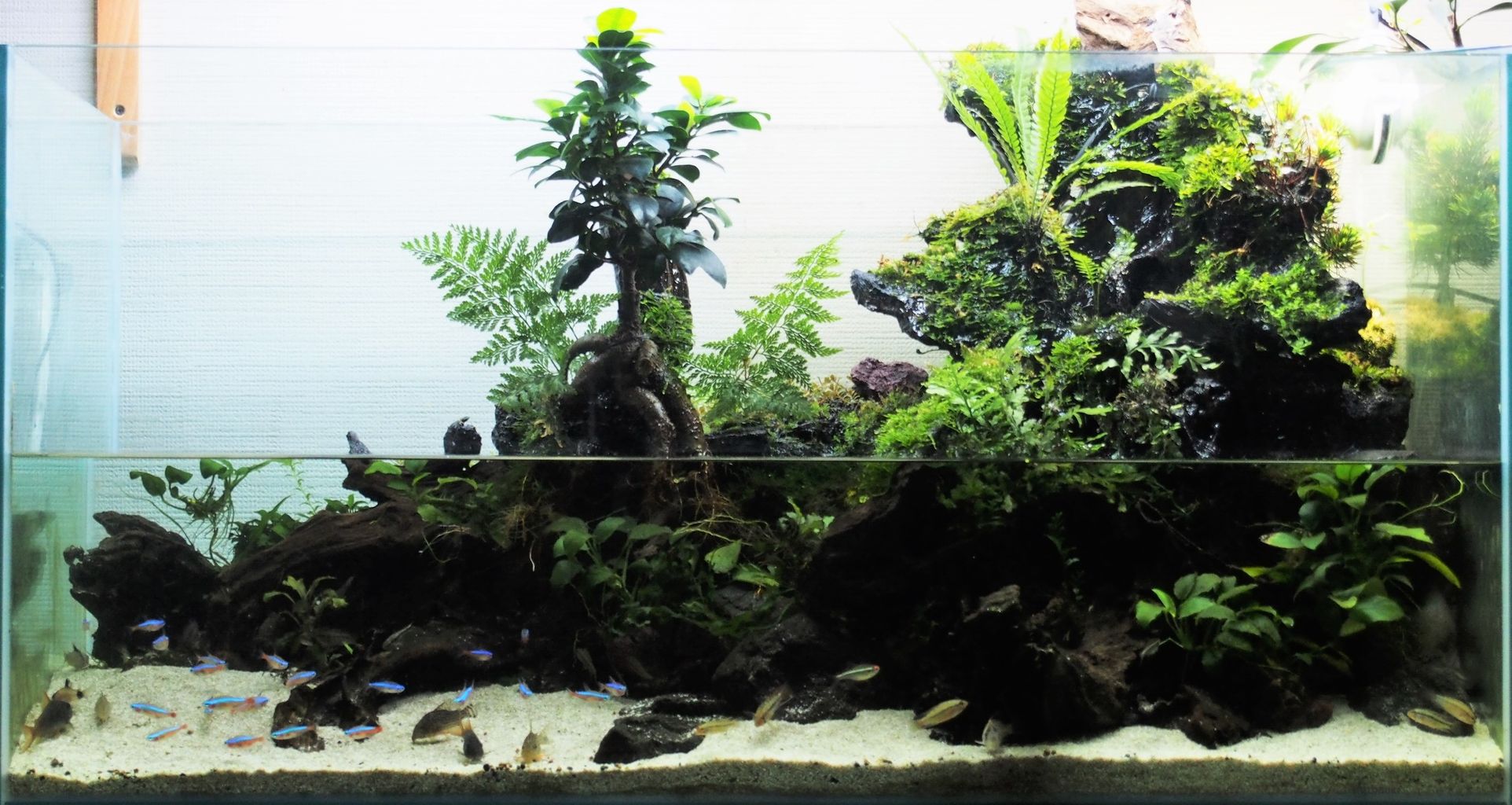 アクアテラリウムvol５ 立ち上げ一か月 アクアリウムでコーヒー休憩