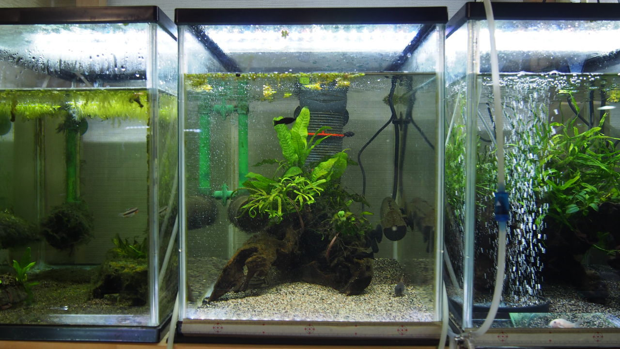 水槽3本の変更 アクアリウムでコーヒー休憩