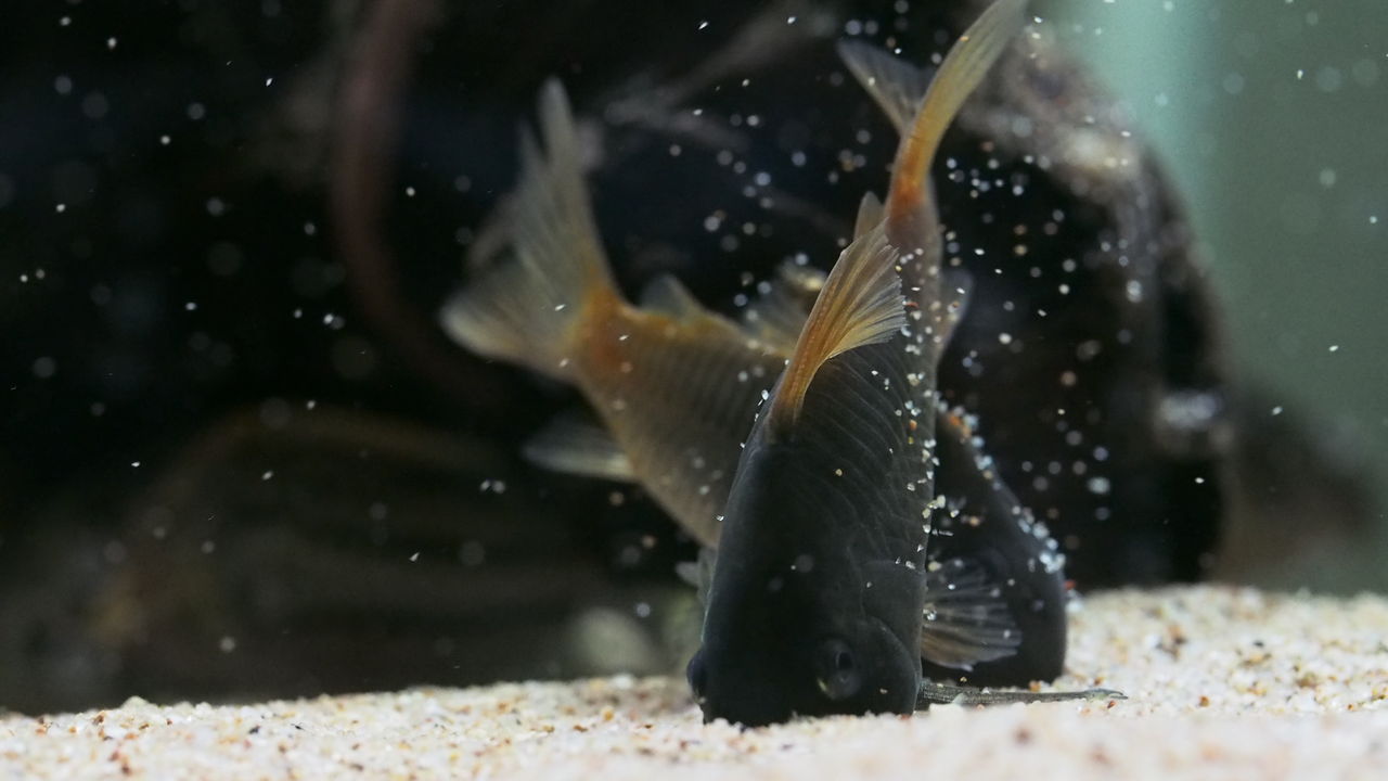 愛くるしいコリドラス アクアリウムでコーヒー休憩