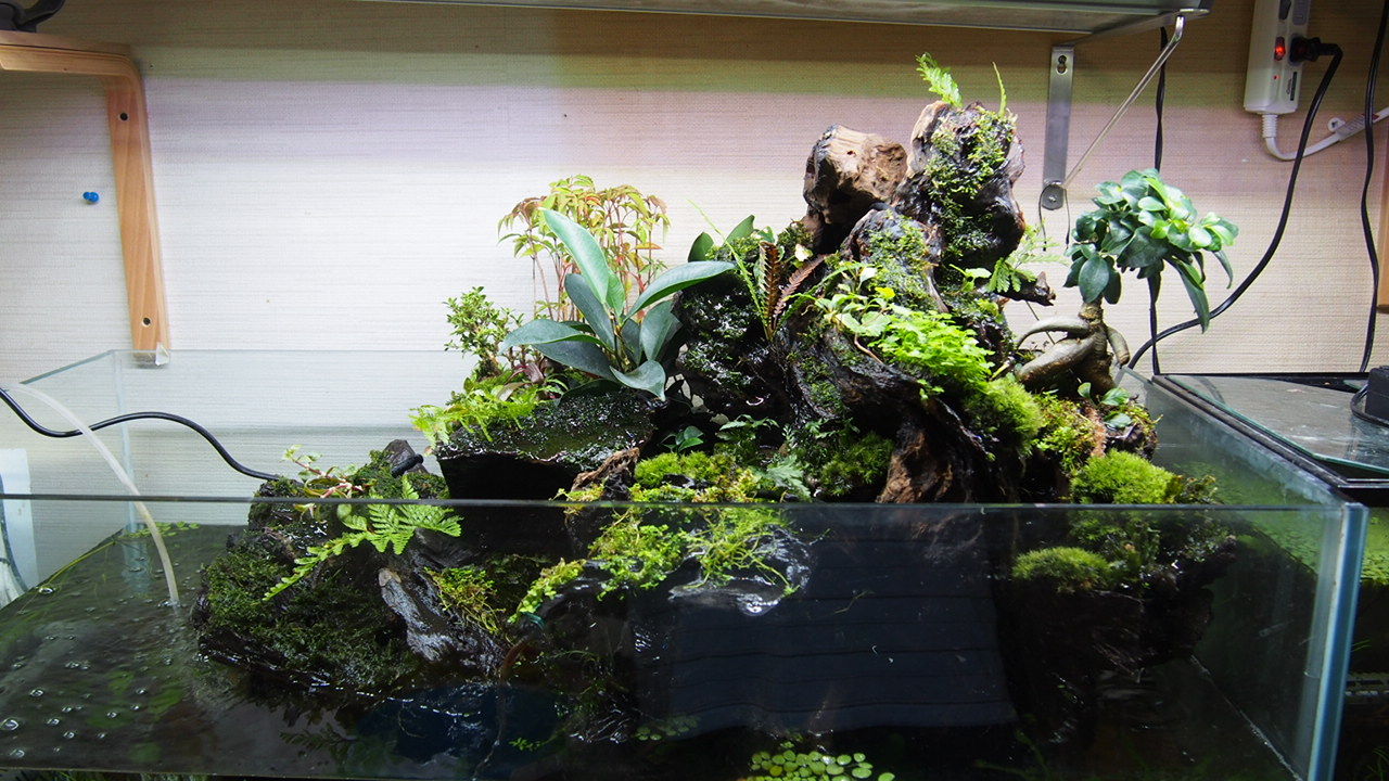 90アクアテラリウム「植木」 : アクアリウムでコーヒー休憩