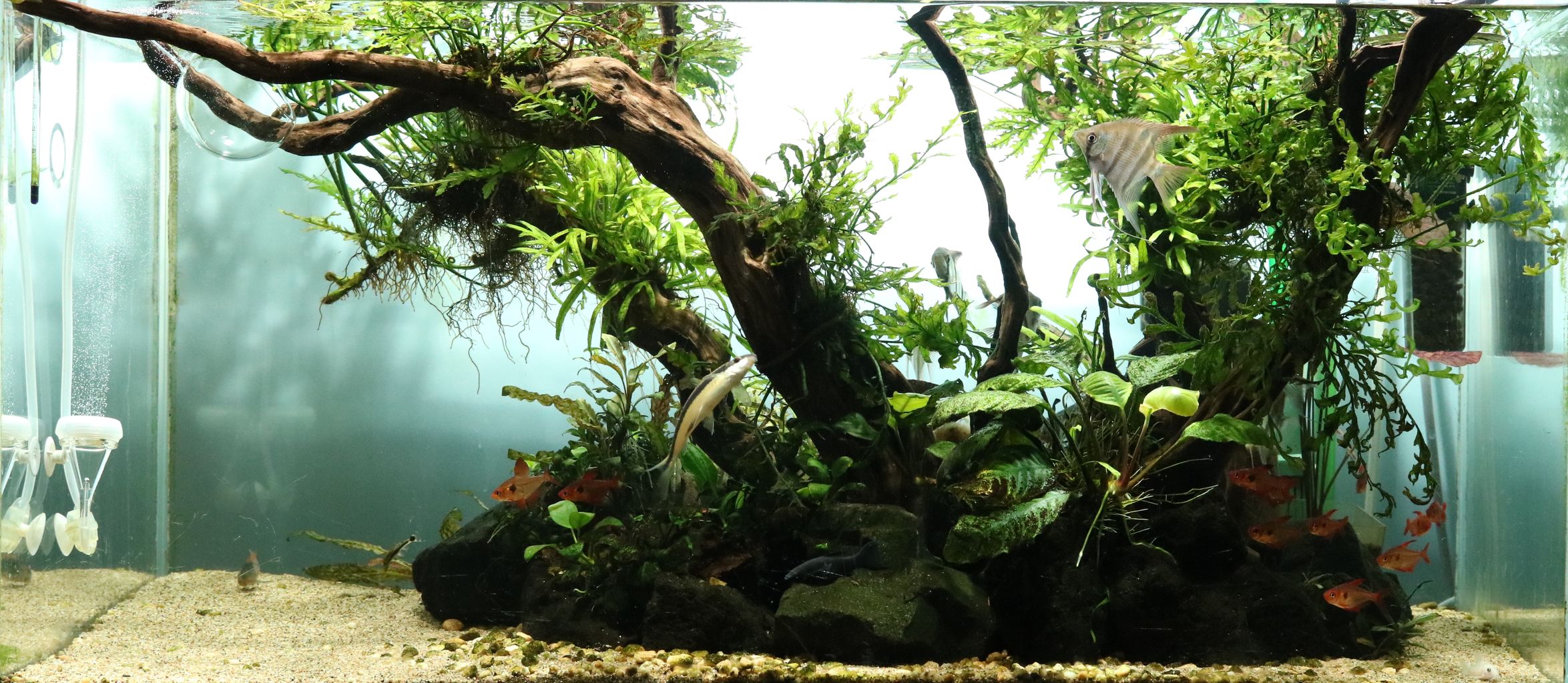 水草水槽とコリとアピスト アクアリウムでコーヒー休憩 水草水槽とコリとアピスト アクアリウムでコーヒー休憩