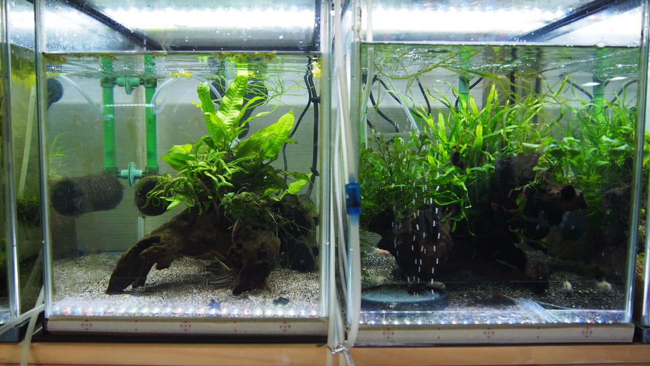 水槽3本の変更 アクアリウムでコーヒー休憩 水槽3本の変更 アクアリウムでコーヒー休憩