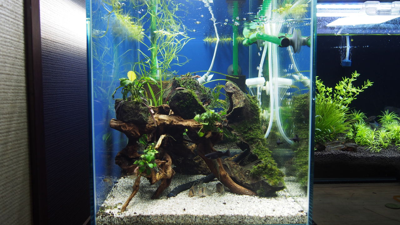 日曜日のメンテナンス アクアリウムでコーヒー休憩