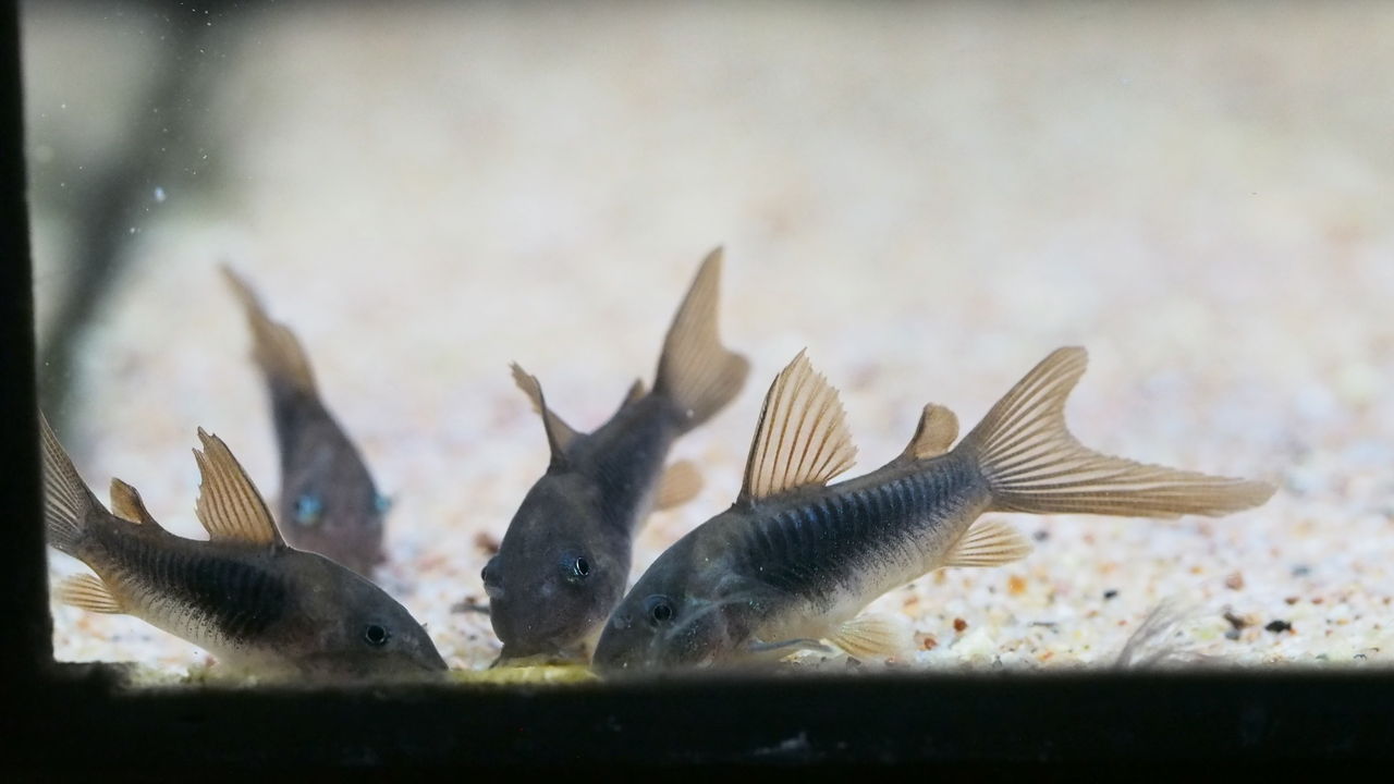 初日からやらかした アクアリウムでコーヒー休憩