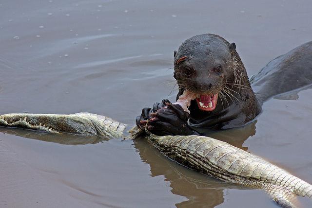 米 カワウソがアリゲーターを襲う 写真 海外からのビックリニュース 米 カワウソがアリゲーターを襲う 写真 海外からのビックリニュース