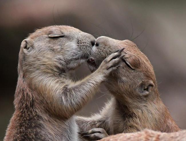 これぞ癒し キスする動物の写真 海外からのビックリニュース これぞ癒し キスする動物の写真 海外からのビックリニュース