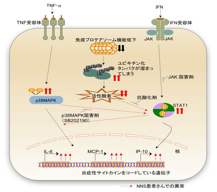 医学 生物学 ムーミントロルのカトリックの祈り
