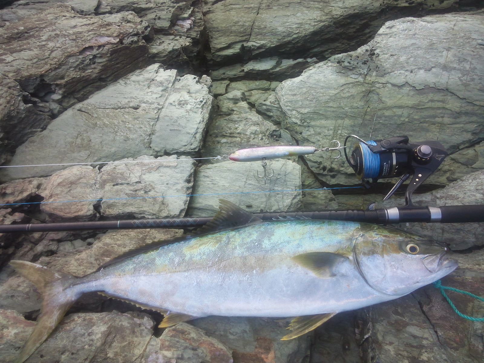 愛媛 地磯 ヒラマサ Team Cps 釣果日記