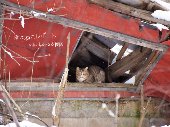 Livedoor Blogimg Jp Moon Dolphins Imgs 7 C 7c22 Livedoor Blogimg Jp Moon Dolphins Imgs 7 C 7c22
