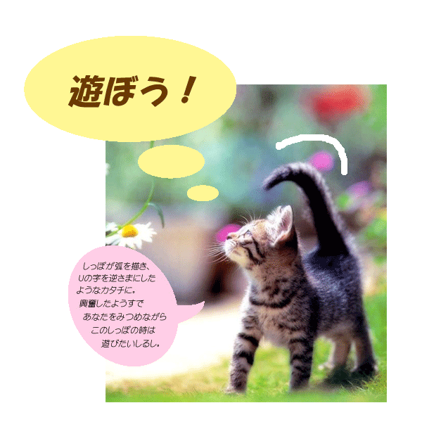 しっぽでわかる 猫のキモチ 講座 あにまある支援隊 個人ボランティアのブログ